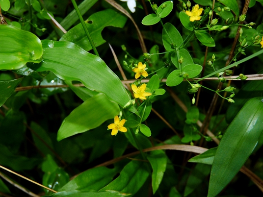 {Hypericum mutilum}